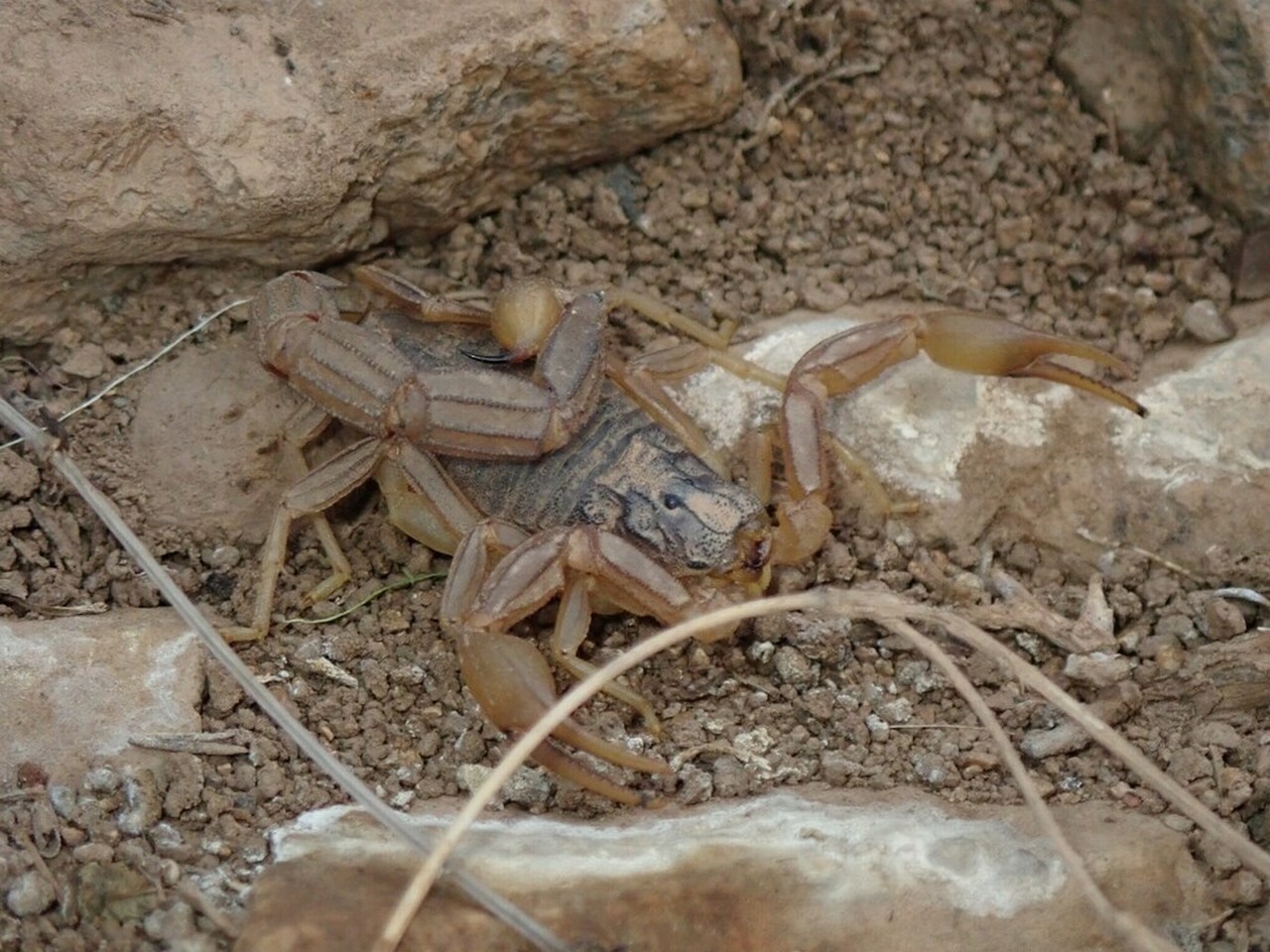 Buthus lienhardi Buthus lienhardi